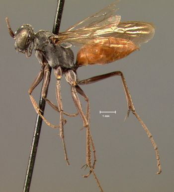 Media type: image;   Entomology 13650 Aspect: habitus lateral view